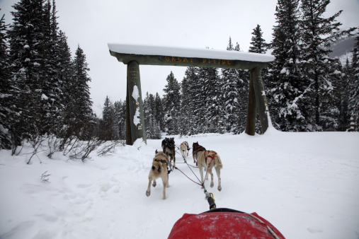 chiens-traineaux