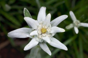 Edelweiss