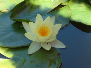 fleur-lotus