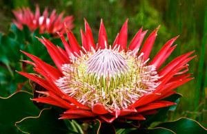 protea