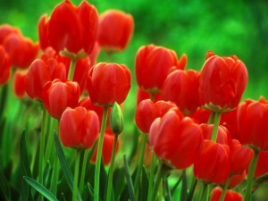 tulipes