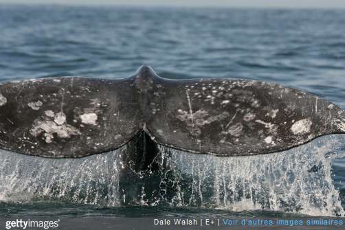 Boston, New York ou encore San Francisco : 3 villes aux Etats Unis où il est possible de faire cette rencontre magique avec les baleines.