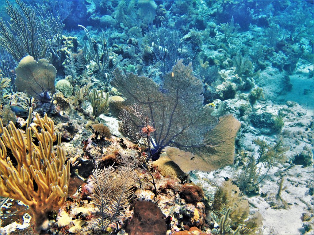 Faune et flore sous-marine