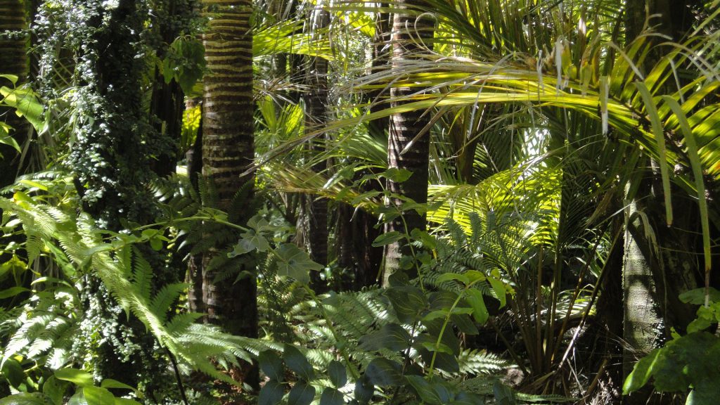 La forêt amazonienne brésilienne