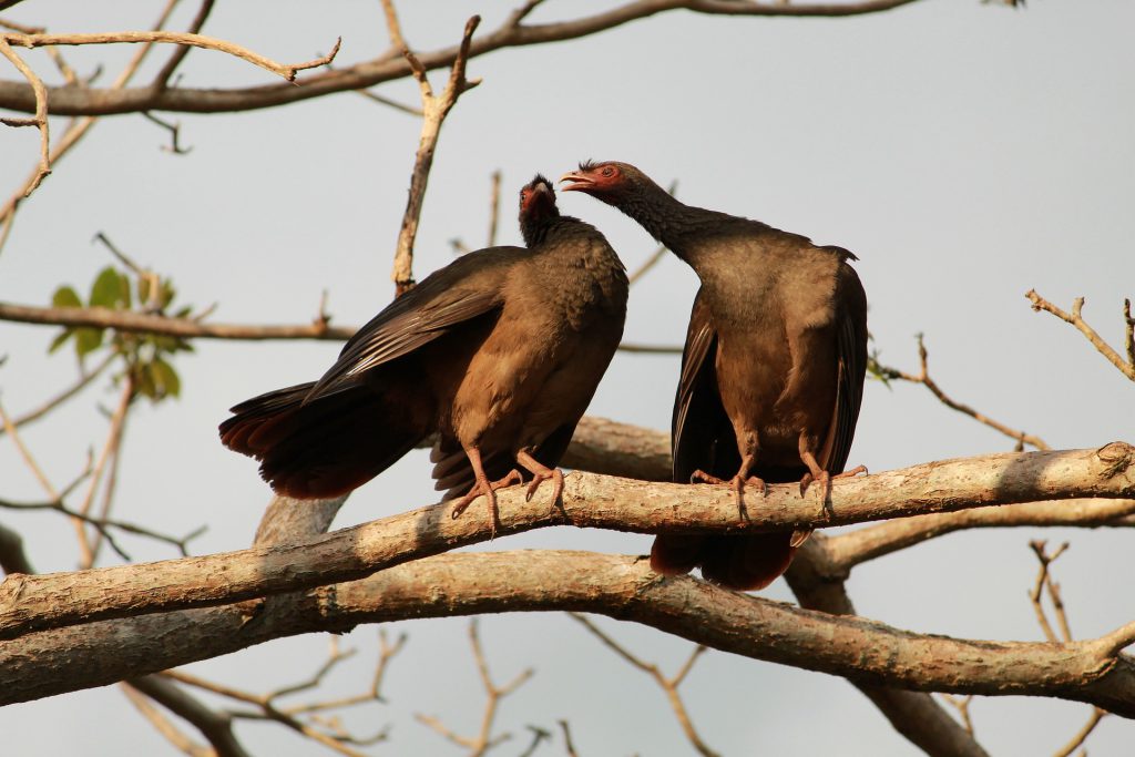 Les oiseaux du parc Pantanal