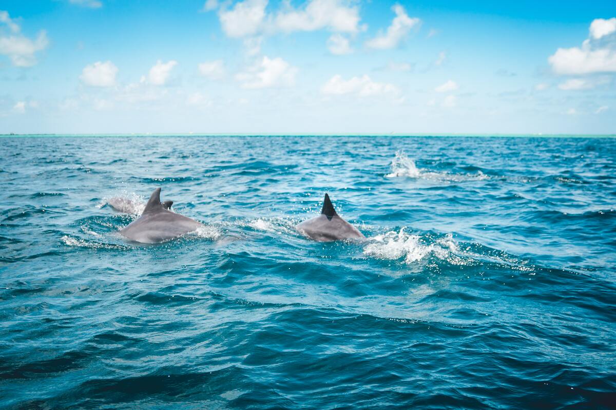 dauphins dans l'eau qui nagent