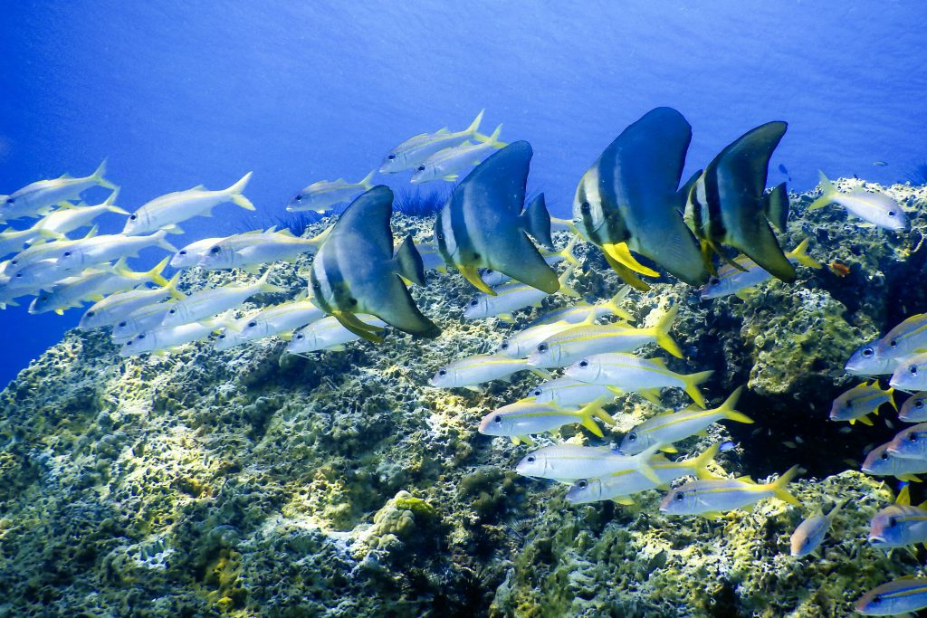 plongée sous marine en thailande