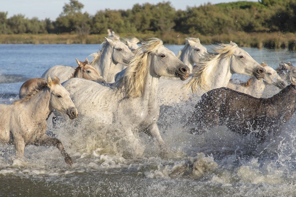 Camargue