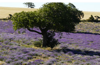 Découvrir le terroir de la Provence