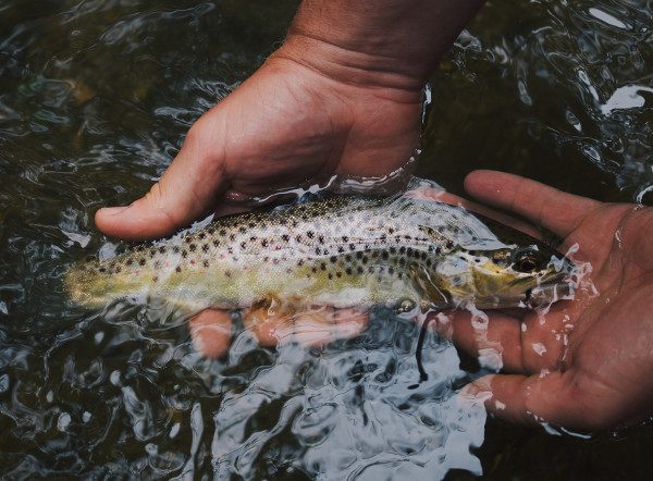 Les meilleurs spots de pêche pour la pêche au mort manié