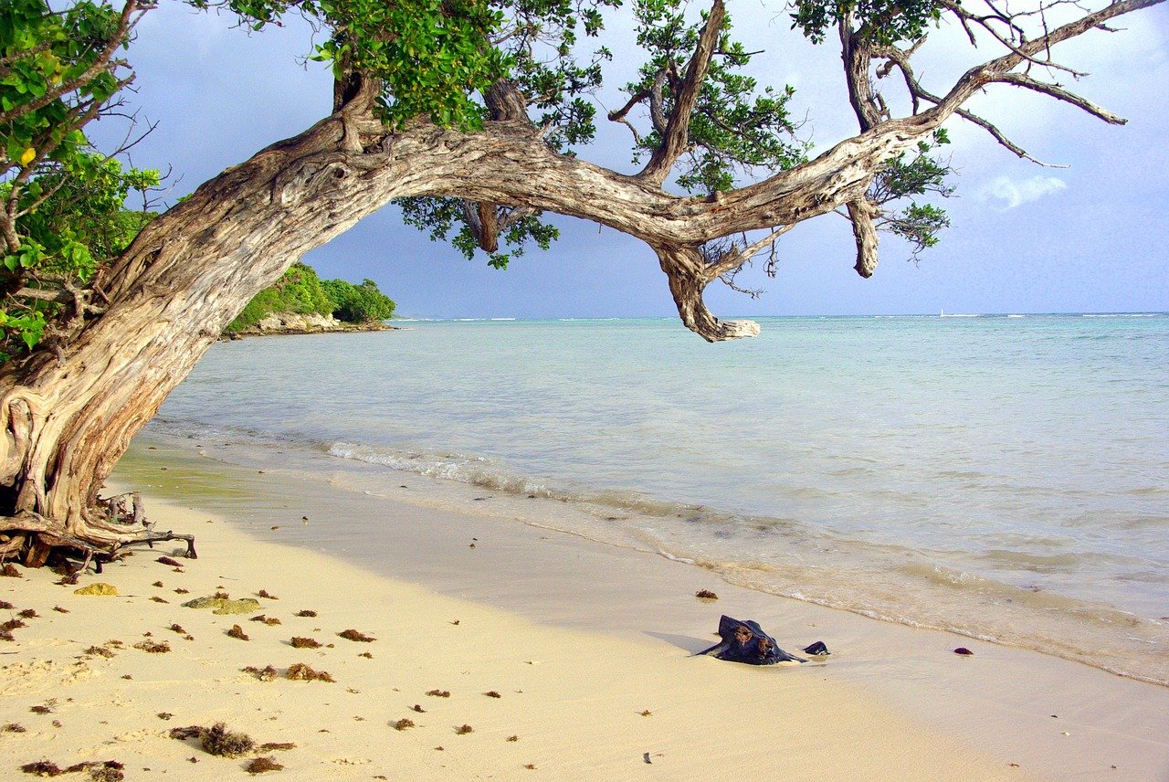 Quel est le meilleur moment pour visiter la Guadeloupe ?