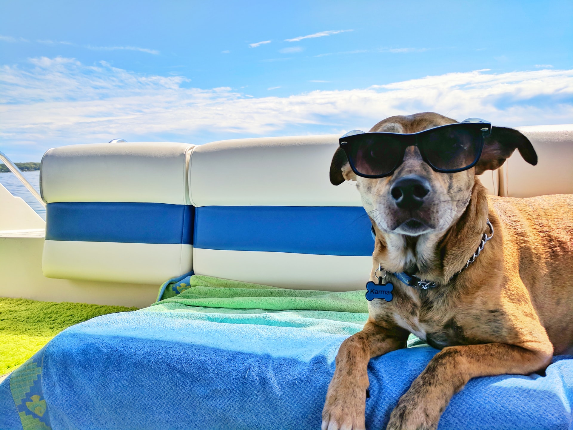 chien avec lunettes de soleil sur une serviette