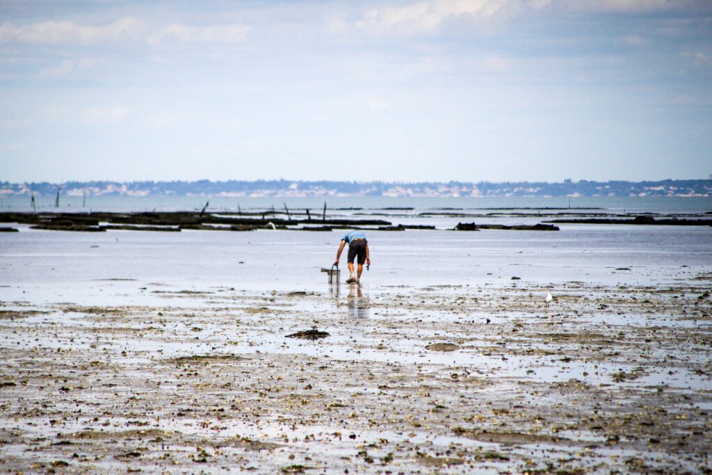 gois noirmoutier